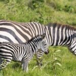 petra friedrich zoo leipzig todesursache