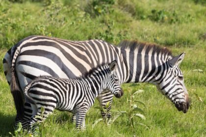 petra friedrich zoo leipzig todesursache